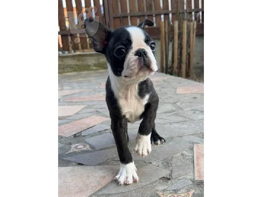 Boston Terrier – αρσενικό κουτάβι προς πώληση